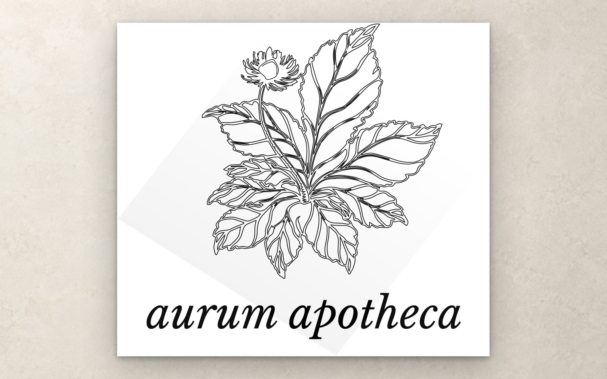The line drawn botanical mark with the aurum apotheca wordmark below it
